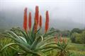 Aloe ferox